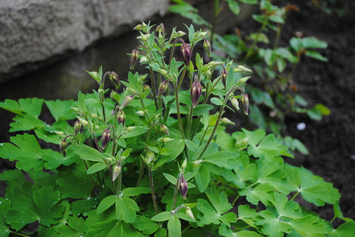 caldaruse - 2016 plantele mele