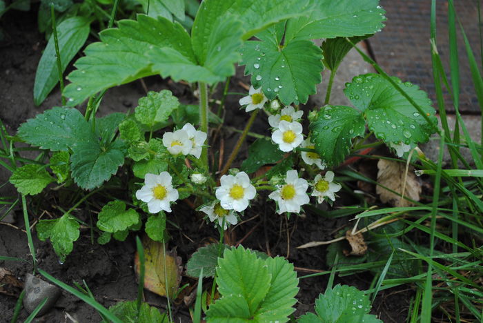 flori de capsunele.. - 2016 plantele mele