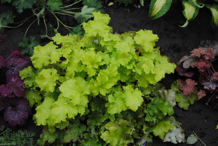 10 aprilie,heuchera lime marmelade