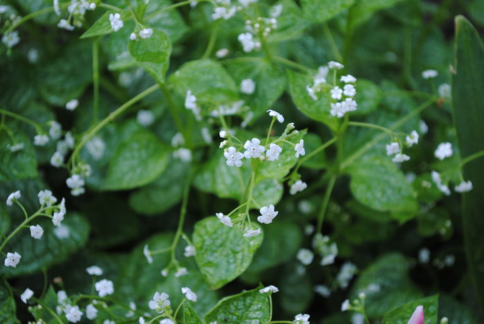 Brunnera mr morse