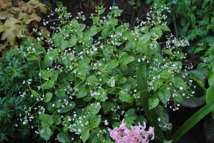 10 aprilie, Brunnera mr morse