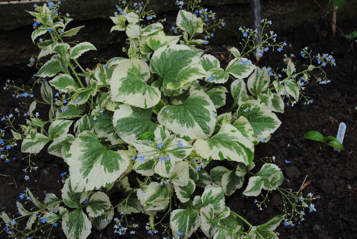 Brunnera macrophylla Variegata