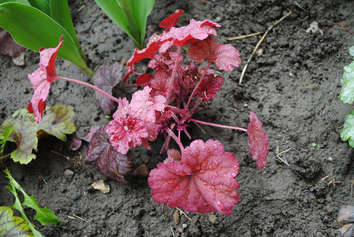 heuchera berrysmoothie