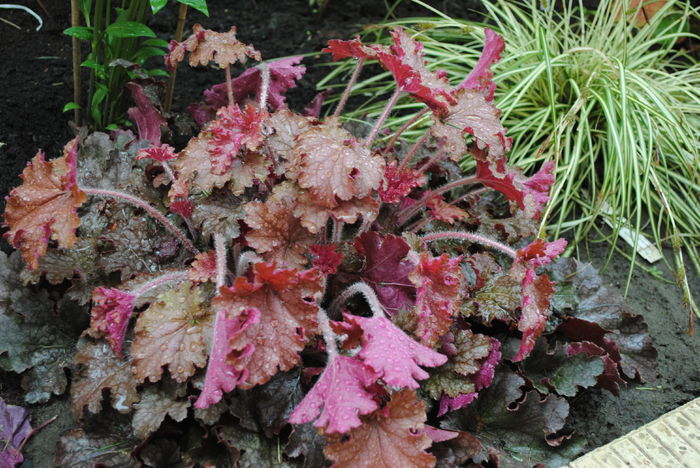 heuchera ginger peach - 2016 heuchera heucherella brunnera