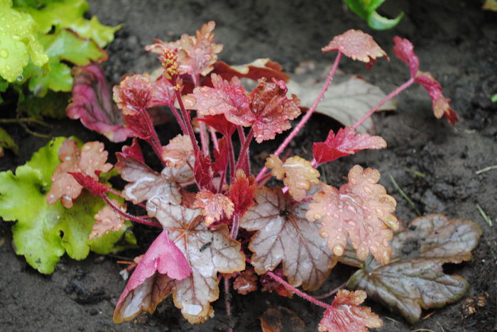 heuchera vienna