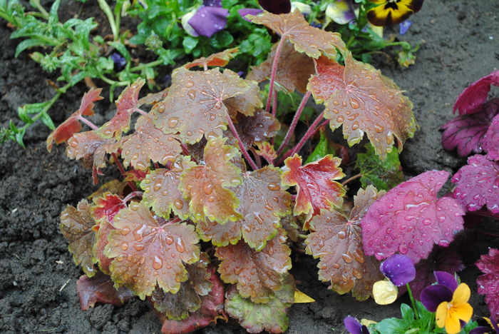 heuchera delta dawn