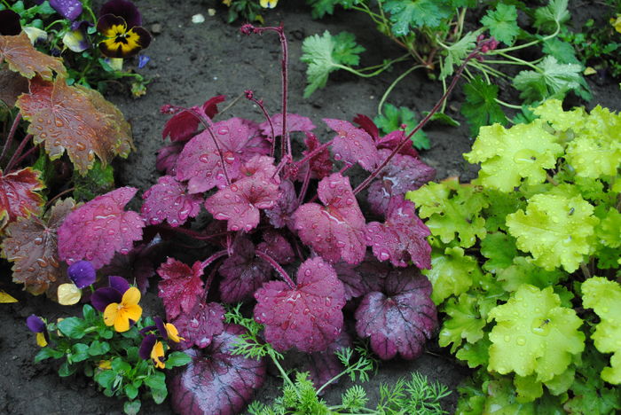 heuchera_Georgia_Plum