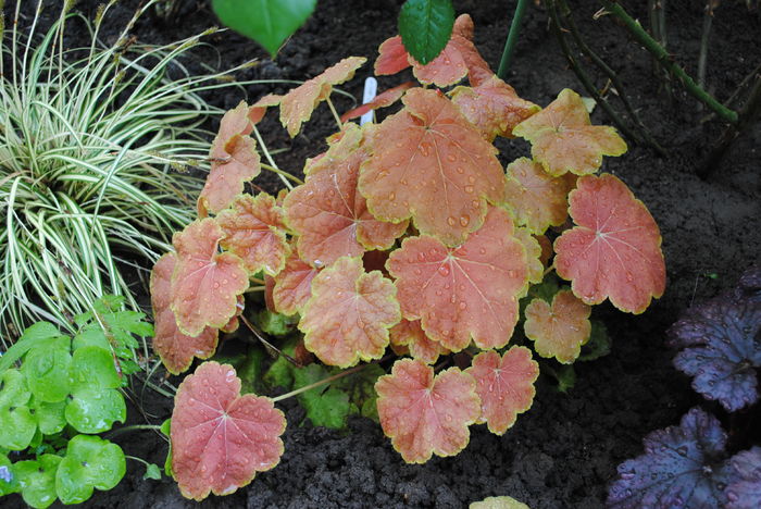 heuchera tiramisu