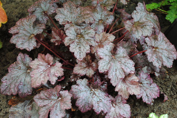 heuchera plum pudding