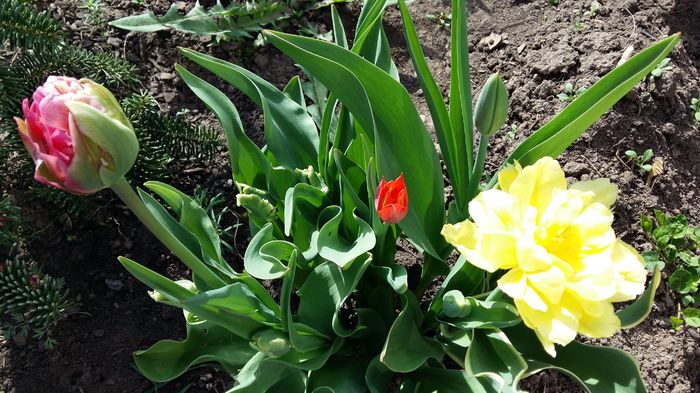20160407_154552 - 1Gradina mea-2016
