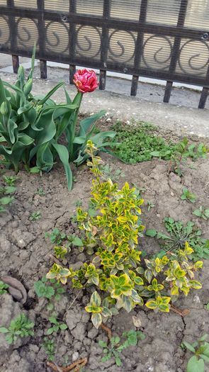 20160407_154636 - 1Gradina mea-2016