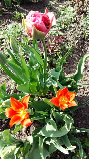 20160407_154608 - 1Gradina mea-2016