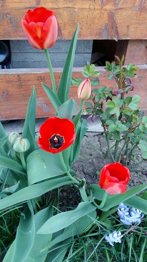 20160407_154655 - 1Gradina mea-2016