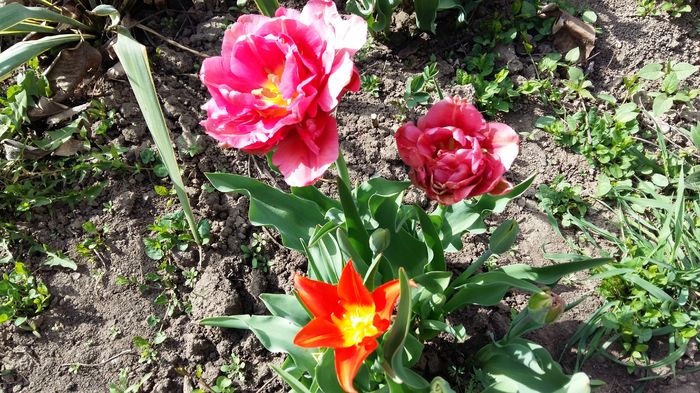 20160407_154600 - 1Gradina mea-2016