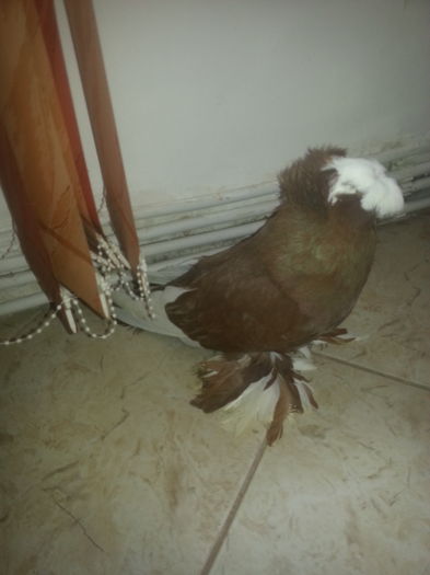 20160410_162548 - buharaa si germani vanduti arhiva