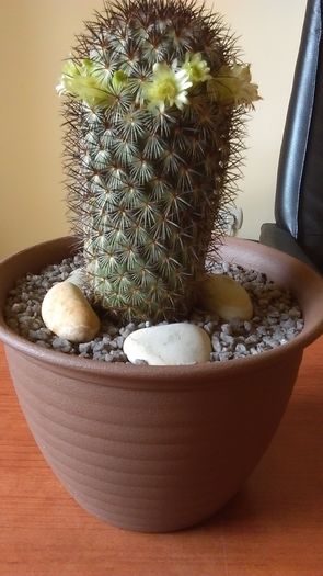 Mammillaria microhelia - Cactusi 2016