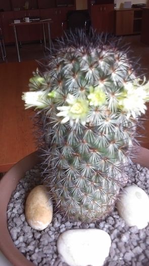 Mammillaria microhelia - Cactusi 2016