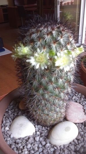 Mammillaria microhelia - Cactusi 2016