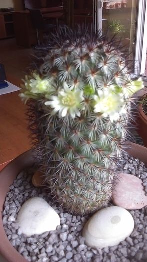 Mammillaria microhelia