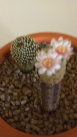 Mammillaria luethyi & Mammillaria magalanii, altoite - Cactusi 2016