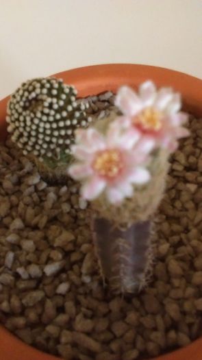 Mammillaria luethyi & Mammillaria magalanii, altoite