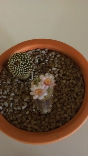 Mammillaria luethyi & Mammillaria magalanii, altoite - Cactusi 2016