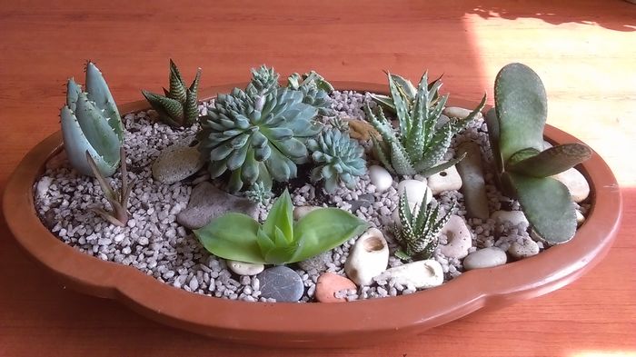 Aranjament cu suculente; Agave lophantha quadricolor,
Aloe humilis, aculeata,
Gasteria glomerata, 
Haw. cymbiformis, limifolia, fasciata, angustifolia, 
Echeveria setosa v. deminuta
Titanopsis calcarea
