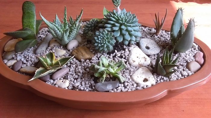 Aranjament cu suculente; Agave lophantha quadricolor,
Aloe humilis, aculeata,
Gasteria glomerata, 
Haw. cymbiformis, limifolia, fasciata, angustifolia, 
Echeveria setosa v. deminuta
Titanopsis calcarea
