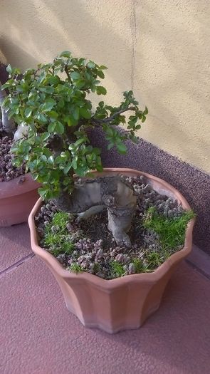 Ulm (Ulmus)
