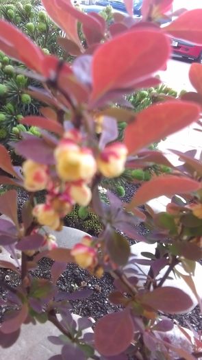 Berberis rosu, flori
