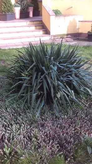 Yucca gloriosa - Primavara 2016