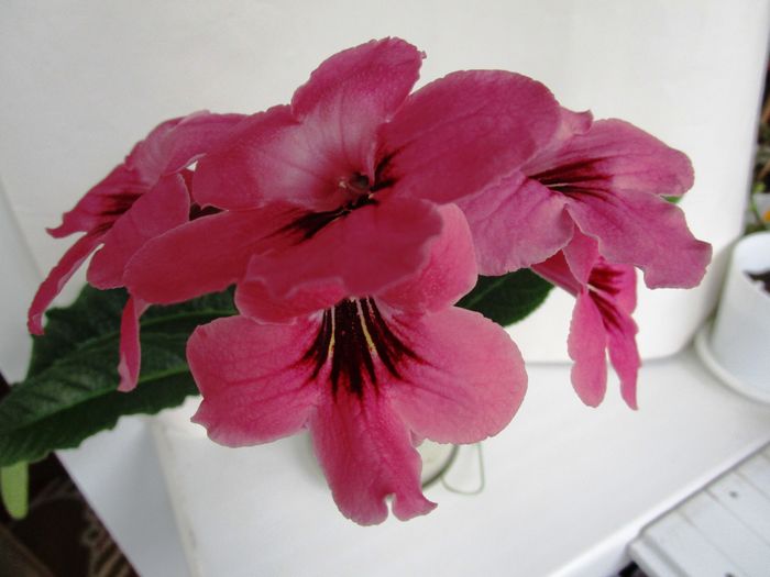 Red Salmon (10-04-2016) - Streptocarpusi 2016