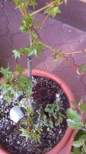 Liquidambar
