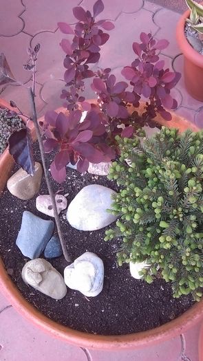 Muguri de brad pitic & Berberis rosu inflorit & Mesteacan negru