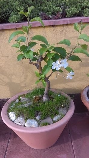 Mar decorativ (Malus x robusta ”Red Sentinel”)