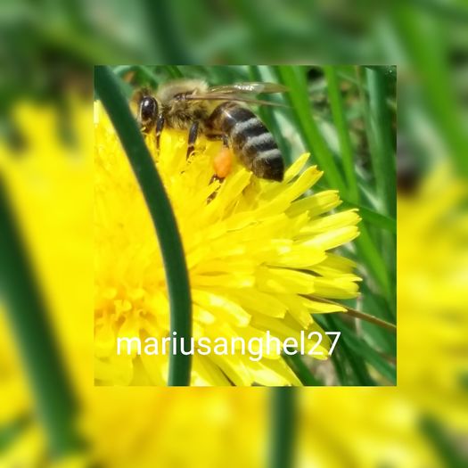 Azi 10-04-2016.Albinuta mea dupa polen.; Fotografie f%u0103cut%u0103 de fiul meu.
