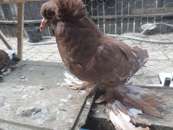 foto 3 reprezinta pui u.m. din foto 2