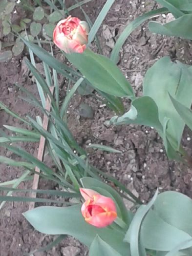 20160410_163059 - Gradinita din fata blocului multumiri iubitoarelor de flori de pe acest site