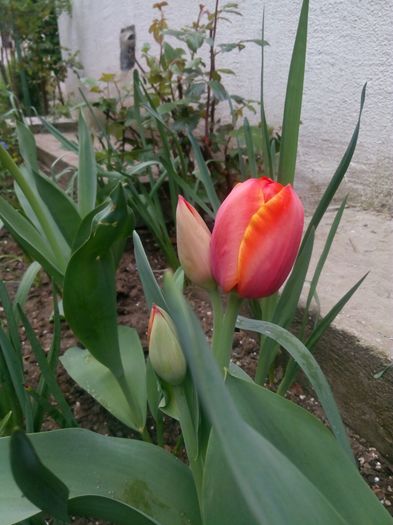 IMG-20160410-WA0020 - Gradinita din fata blocului multumiri iubitoarelor de flori de pe acest site