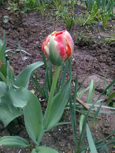 IMG-20160410-WA0018 - Gradinita din fata blocului multumiri iubitoarelor de flori de pe acest site