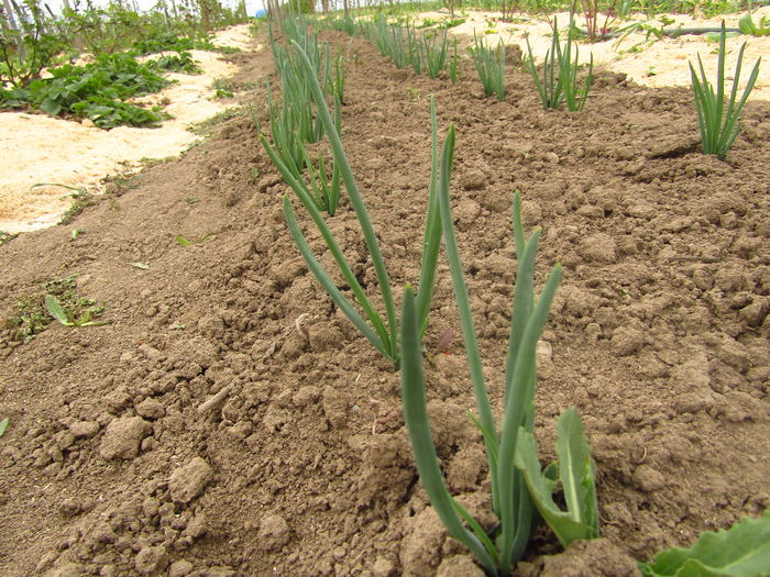 10 april- Ceapa eşalotă