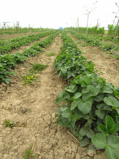 10 april- CĂPŞUNI