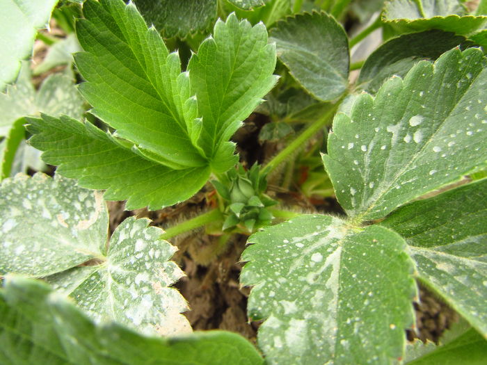 10 april -Boboci floare căpşun