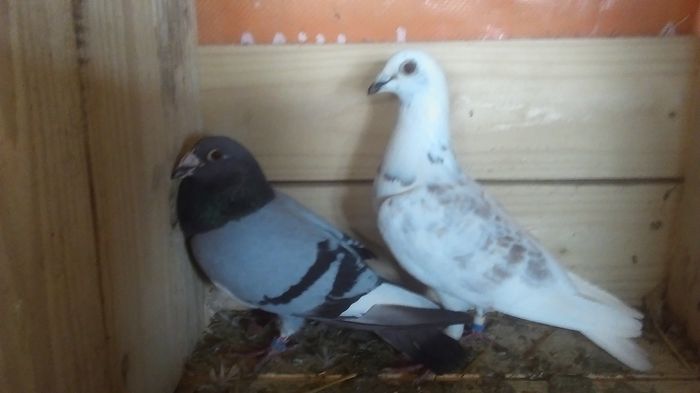 IMAG0185; Perechea 1
