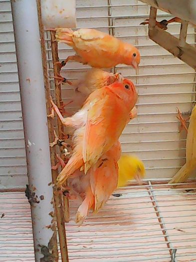13006637_1162104770500851_3933571774181964484_n - canari