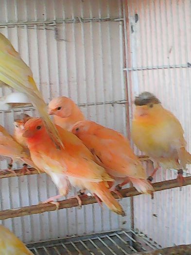 12524163_1162104740500854_3482852533568406424_n