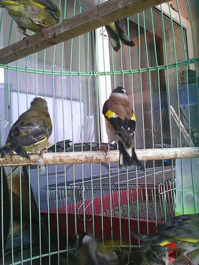 12987155_1162105053834156_2185192879814285626_n