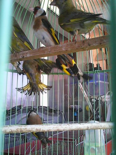 13001241_1162104850500843_6561281310332670773_n