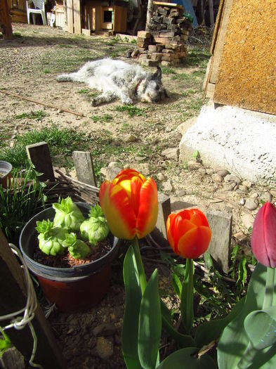 10 april 2016 008 - CICA bursuca