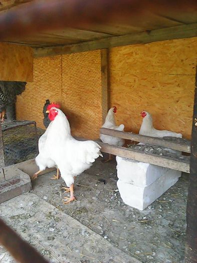 12938178_1162105130500815_3759905389183978042_n